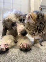 processed/774f2683-3542-41a0-8f6c-48e0fa56060e/listing/617c9c55-8ffc-4e9d-a6c9-e00c9985152d/040ea455-d44f-4311-ae63-af7cad40c0fe