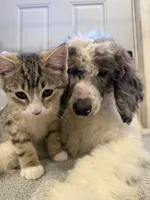 processed/774f2683-3542-41a0-8f6c-48e0fa56060e/listing/617c9c55-8ffc-4e9d-a6c9-e00c9985152d/9e254eae-e110-4097-81c9-368aea27f5a8