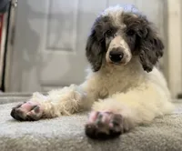 processed/774f2683-3542-41a0-8f6c-48e0fa56060e/listing/617c9c55-8ffc-4e9d-a6c9-e00c9985152d/fb3886e9-61fc-48c4-8e9e-c7baef50f070