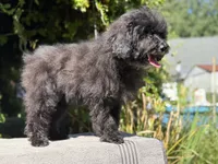 F1bb mini female #1, a female Miniature Goldendoodle for sale in Kelso, WA – 3 of 5