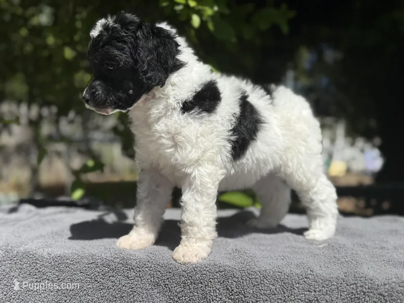 Anya baby female #1 – Poodle - Standard  puppy for sale in Kelso, WA