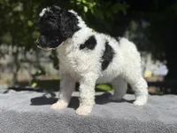Anya baby female #1, a female Poodle - Standard  for sale in Kelso, WA – Photo 1 of 8