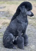 Anya baby female #1, a female Poodle - Standard  for sale in Kelso, WA – Photo 2 of 8