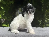 Anya baby female #1, a female Poodle - Standard  for sale in Kelso, WA – Photo 7 of 8