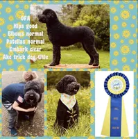 Anya baby female #1, a female Poodle - Standard  for sale in Kelso, WA – Photo 3 of 8