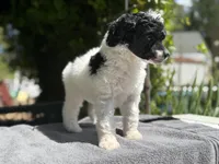Anya baby female #1, a female Poodle - Standard  for sale in Kelso, WA – Photo 5 of 8