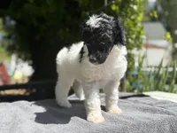 Anya baby female #1, a female Poodle - Standard  for sale in Kelso, WA – Photo 8 of 8
