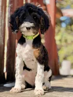 F1 phantom mini embark tested, a female Miniature Goldendoodle for sale in Kelso, WA – 4 of 8