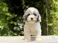 Snowball baby #2 , a male Miniature Goldendoodle for sale in Kelso, WA – 2 of 4