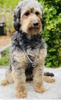 F1 phantom mini embark tested, a female Miniature Goldendoodle for sale in Kelso, WA – 3 of 8