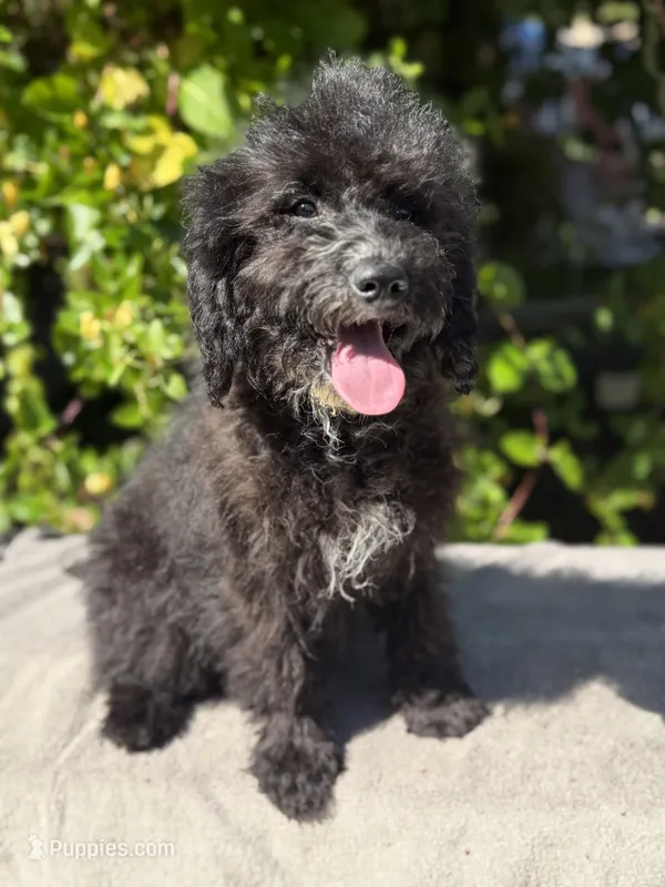 F1bb mini female #2 – Miniature Goldendoodle puppy for sale in Kelso, WA