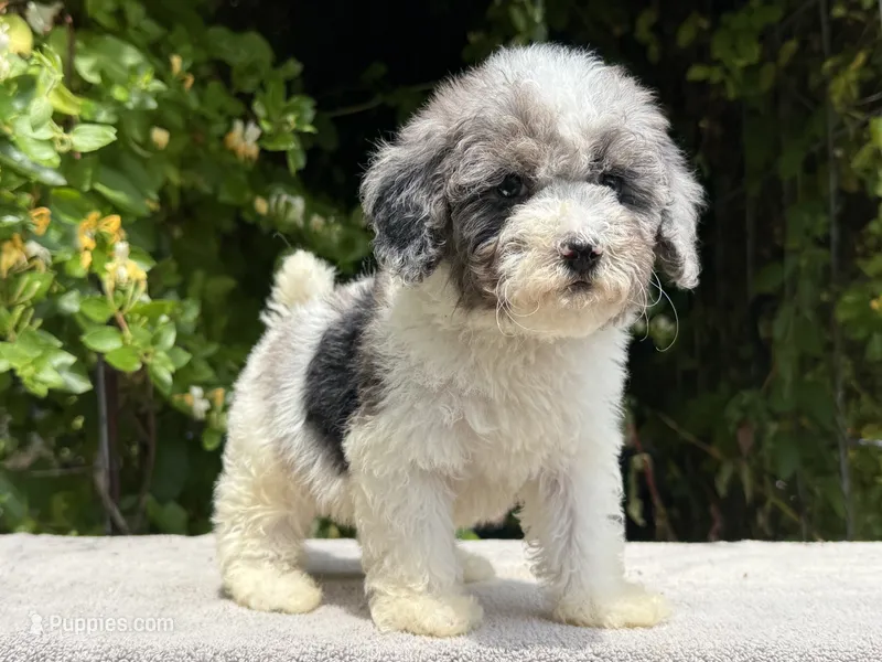 Snowball baby #2  – Miniature Goldendoodle puppy for sale in Kelso, WA