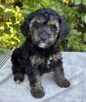 Phantom f1bb mini female, a female Miniature Goldendoodle for sale in Kelso, WA – 4 of 5