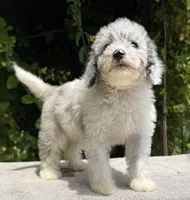 Snowball baby #1 blue eyes, a male Miniature Goldendoodle for sale in Kelso, WA – 5 of 7