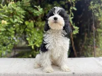 Fatty patty black & white parti mini, a male Miniature Goldendoodle for sale in Kelso, WA – 5 of 5
