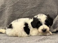 F1bb mini male #1, a male Miniature Goldendoodle for sale in Kelso, WA – Photo 7 of 8