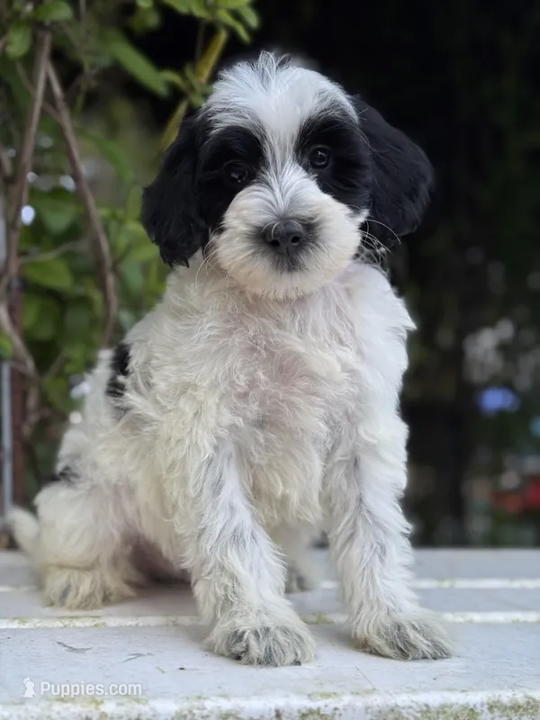 F1bb mini male #1 – Miniature Goldendoodle puppy for sale in Kelso, WA