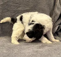 F1bb mini male #1, a male Miniature Goldendoodle for sale in Kelso, WA – Photo 6 of 8