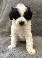 F1bb mini male #1, a male Miniature Goldendoodle for sale in Kelso, WA – Photo 2 of 8