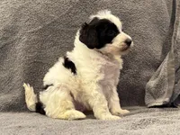 F1bb mini male #1, a male Miniature Goldendoodle for sale in Kelso, WA – Photo 8 of 8