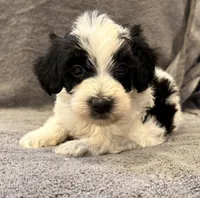 F1bb mini male #1, a male Miniature Goldendoodle for sale in Kelso, WA – Photo 4 of 8