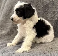 F1bb mini male #1, a male Miniature Goldendoodle for sale in Kelso, WA – Photo 3 of 8