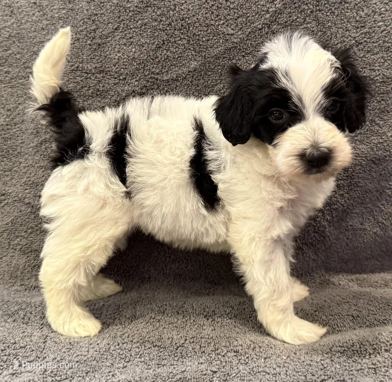 F1bb mini male #1 – Miniature Goldendoodle puppy for sale in Kelso, WA