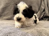 F1bb mini male #1, a male Miniature Goldendoodle for sale in Kelso, WA – Photo 5 of 8