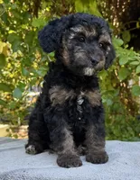 Phantom f1bb mini female, a female Miniature Goldendoodle for sale in Kelso, WA – 2 of 5