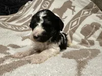 Male #2 tri f1bb, a female Goldendoodle for sale in Kelso, WA – Photo 2 of 7