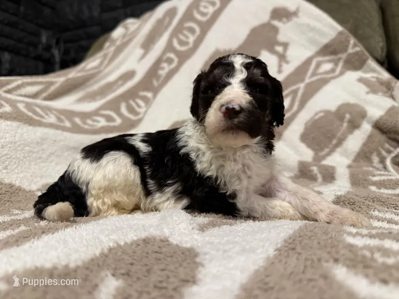 Male #2 tri f1bb – Goldendoodle puppy for sale in Kelso, WA