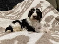 Male #2 tri f1bb, a female Goldendoodle for sale in Kelso, WA – Photo 1 of 7