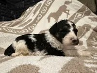 Male #2 tri f1bb, a female Goldendoodle for sale in Kelso, WA – Photo 3 of 7