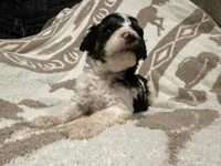 Male #2 tri f1bb, a female Goldendoodle for sale in Kelso, WA – Photo 4 of 7