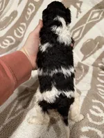 Male #2 tri f1bb, a female Goldendoodle for sale in Kelso, WA – Photo 7 of 7