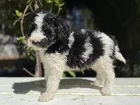 Male #2 tri f1bb, a male Goldendoodle for sale in Kelso, WA – Photo 4 of 9