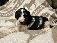 Male #2 tri f1bb, a female Goldendoodle for sale in Kelso, WA – Photo 5 of 7