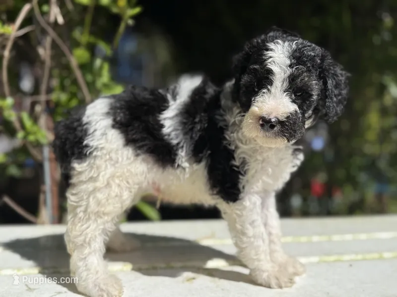 Male #2 tri f1bb – Goldendoodle puppy for sale in Kelso, WA