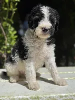 Male #2 tri f1bb, a male Goldendoodle for sale in Kelso, WA – Photo 3 of 9