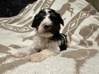 Male #2 tri f1bb, a female Goldendoodle for sale in Kelso, WA – Photo 6 of 7