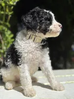 Male #2 tri f1bb, a male Goldendoodle for sale in Kelso, WA – Photo 2 of 9