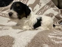 Male #1 tri F1bb, a female Goldendoodle for sale in Kelso, WA – Photo 4 of 6