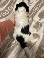 Male #1 tri F1bb, a female Goldendoodle for sale in Kelso, WA – Photo 5 of 6