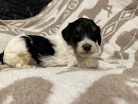 Male #1 tri F1bb, a female Goldendoodle for sale in Kelso, WA – Photo 6 of 6