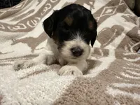 Male #1 tri F1bb, a female Goldendoodle for sale in Kelso, WA – Photo 1 of 6