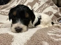 Male #1 tri F1bb, a female Goldendoodle for sale in Kelso, WA – Photo 3 of 6