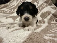 Male #1 tri F1bb, a female Goldendoodle for sale in Kelso, WA – Photo 2 of 6