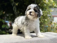 Snowball baby #4, a male Miniature Goldendoodle for sale in Kelso, WA – 3 of 5