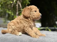 F1b female , a female Goldendoodle for sale in Kelso, WA – Photo 4 of 4