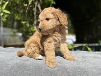 F1b female , a female Goldendoodle for sale in Kelso, WA – Photo 3 of 4